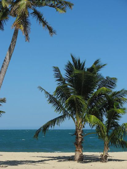 Unsere Hauspalme... die Sicht aus unserer Cabana