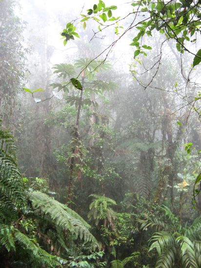 Ein Blick in den Nebelwald.