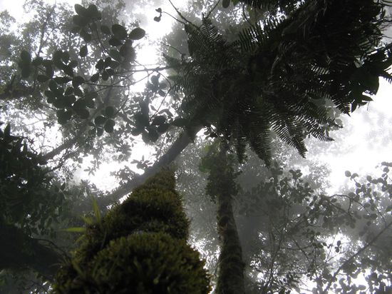 Neben der Vegetation auf dem Boden wachsen hier auch auf den Baeumen und Baumgipfel weitere Pflanzen.