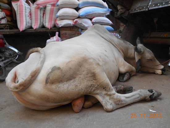 Dieser Ochse hatte gerade Pause und lag am Rande einer kleinen Gasse, um ein Nickerchen zu machen.