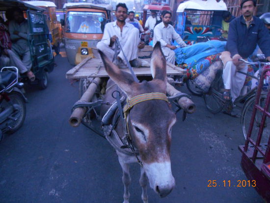 Mein Blick vom Pferdewagen - Eselkarren ist wahrscheinlich das beste Fortbewegungsmittel