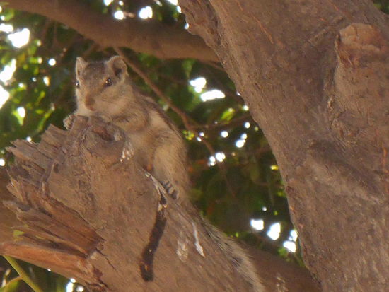 Eines der vielen Streifenhörnchen, die dort im Garten umherlaufen