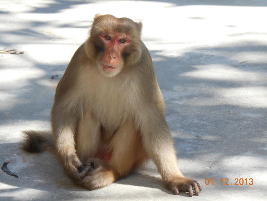 Unsere erste Begegnung mit einem Affen