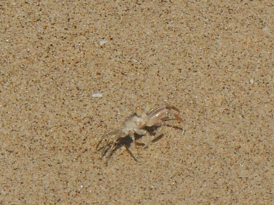 Überall am Strand sieht man die kleinen Krabben flitzen und in ihren Löchern verschwinden.