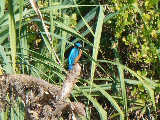 Ein kleiner neugieriger Gast