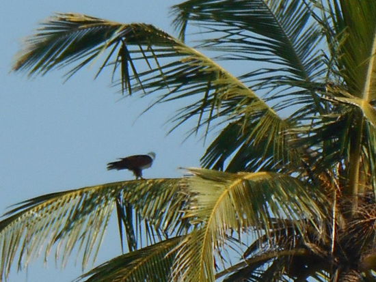 Es gibt hier viele Seeadler