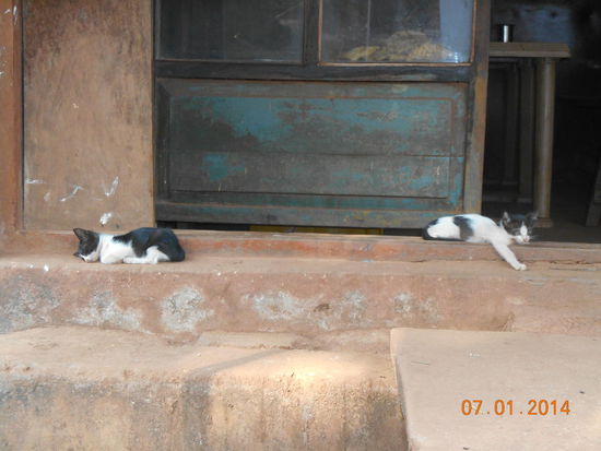 Siesta in der Mittagshitze