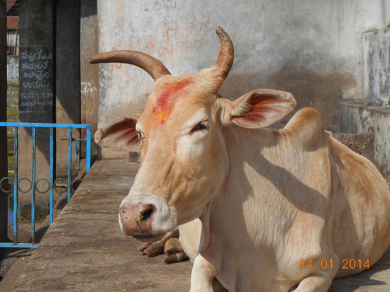 Vishnus Reinkarnation