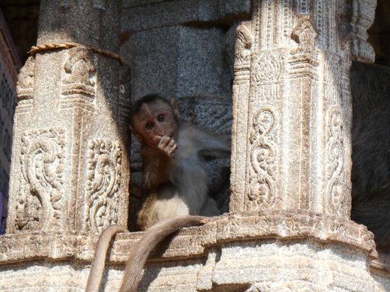 Überall springen diese süssen kleinen Äffchen herum.