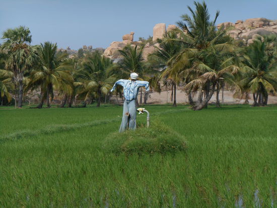 Grüne Reisfelder inmitten der Felsenlandschaft auf der anderen Seite des Flusses