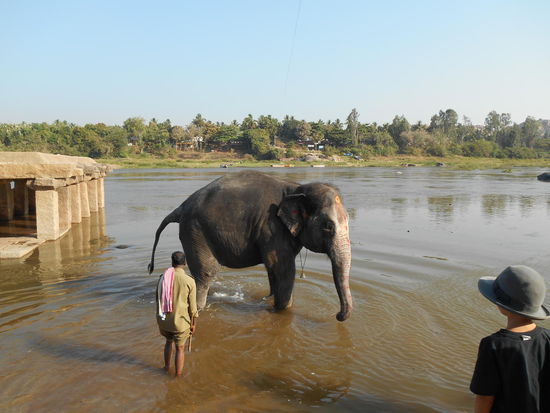 Der Tempelelefant nimmt sein morgendliches Bad.