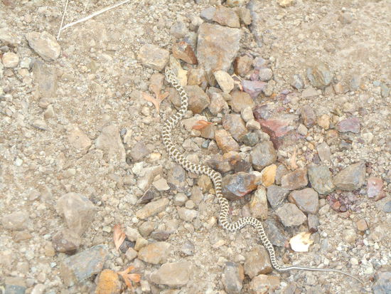 Unsere erste Schlange