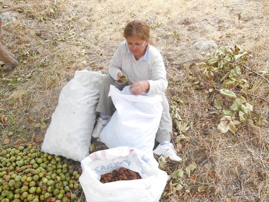 Nach der Ernte - Tante Tülay und ich befreien die Walnüsse von der grünen Schale