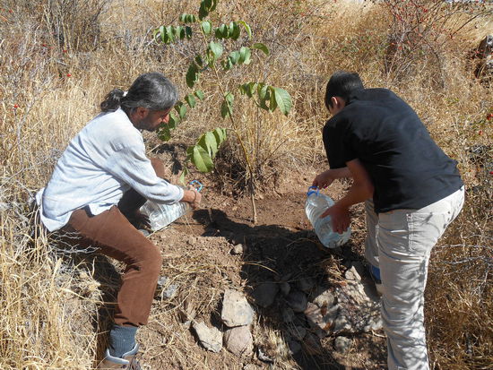 Hakan und Sinco pflanzen einen neuen Walnussbaum