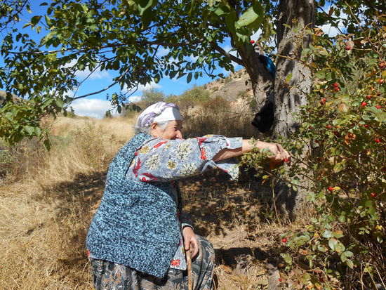 Unsere Oma beim Hagebuttenpflücken