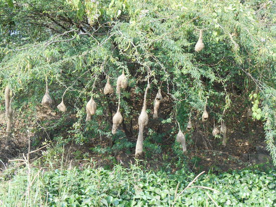 Interessante Vogelnester