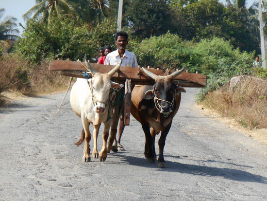 Die beiden Ochsen sollen gleich ein Reisfeld glätten.