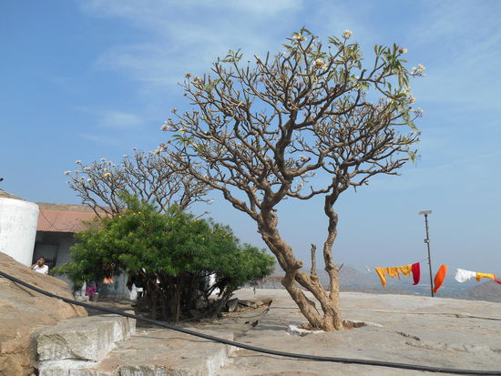 Diese Bäume faszinieren mich immer wieder - keine Blätter, aber wunderschöne Blüten.