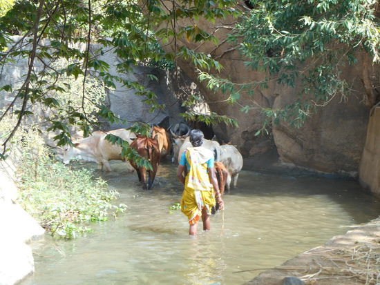 Nicht alle Kühe laufen frei herum.