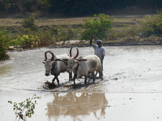 Der Boden eines Reisfeldes wird vor dem Bepflanzen geglättet.