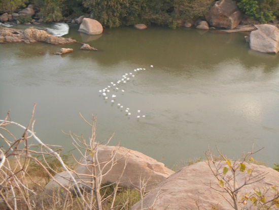 ... zogen die Vögel zu ihrem Sammelplatz.