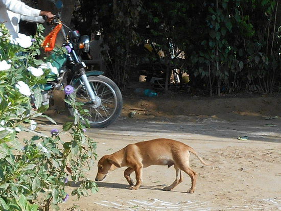 Medeas Liebling - Zotto ...