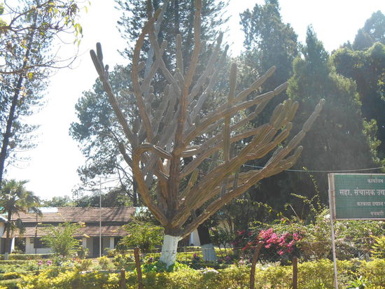Sincero hat den gleichen Kaktus auf dem Fensterbrett .