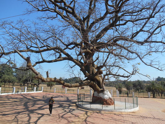 Ein riesiger Baum dient als Heiligenschrein