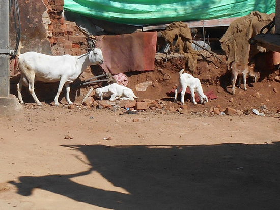 Alte Bekannte auch in Pachmarhi