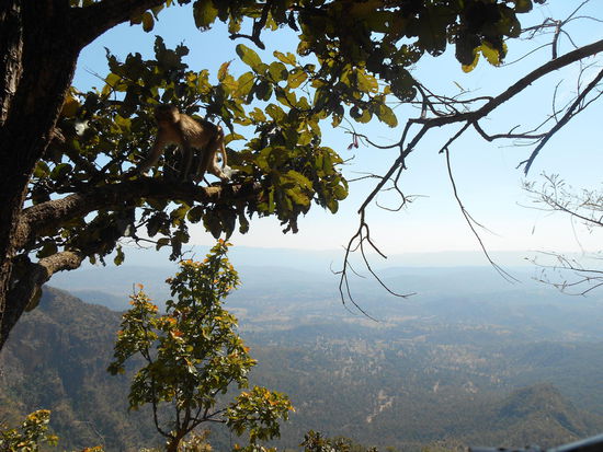 Überall Affen, die gern Nüsse oder Guave essen.