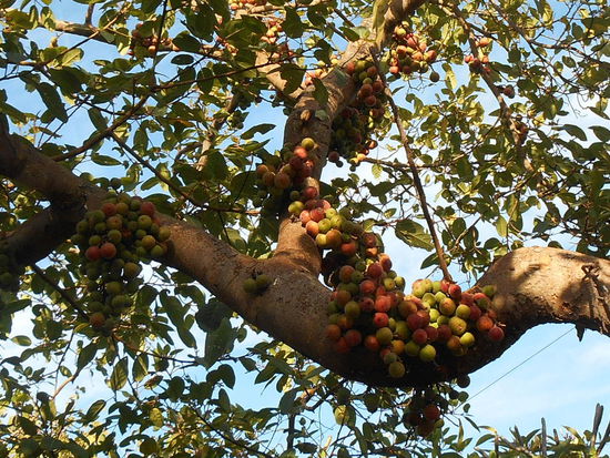 Rajendra Giri - Würgfeige