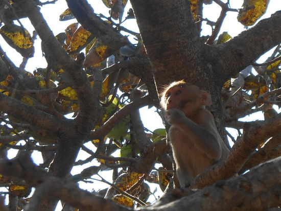 Und überall diese niedlichen Äffchen