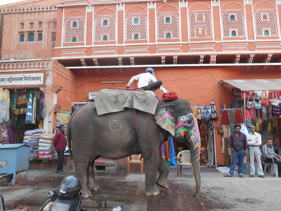 Und endlich mal wieder ein Elefant ...