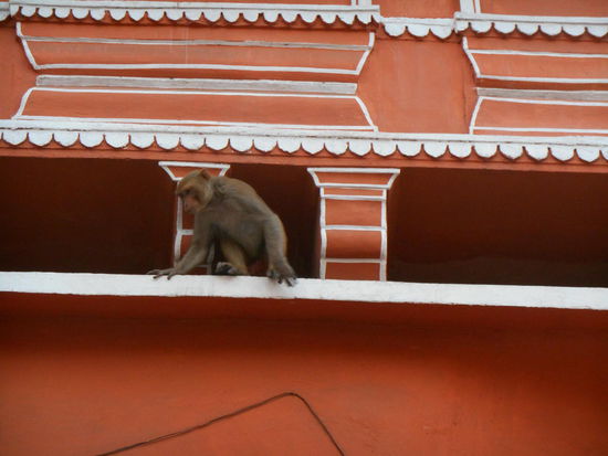 Auch mitten in der Stadt begegnet man den süssen Tierchen