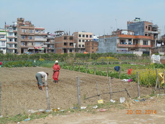 Wohnviertel mit kleinen Gemüsegärten