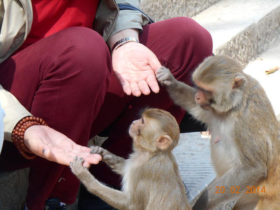 Hey, hier war doch eben noch Puffreis!