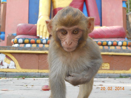 Ich bin doch viel interessanter als die olle Statue!