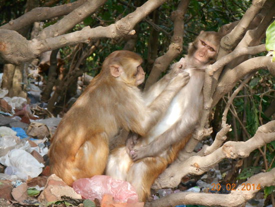 Ich glaub, mich laust ein Affe.