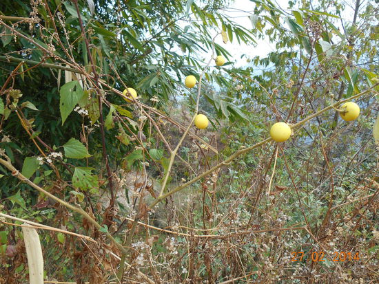 Lollipflanze in Gelb