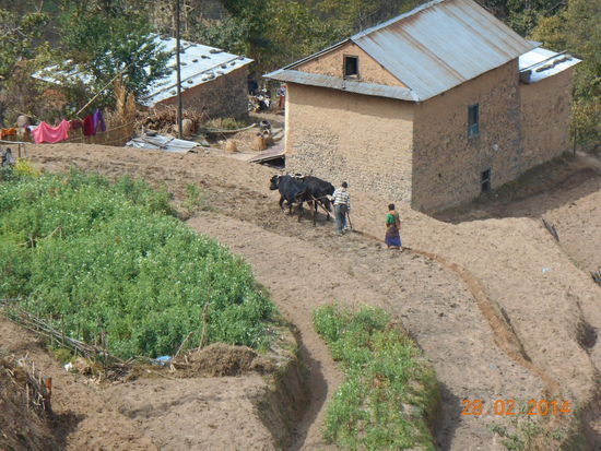 So werden die terrassenförmigen Felder bestellt.