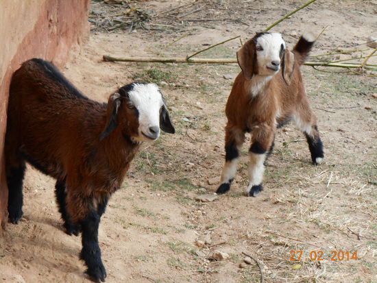 Wegelagerer anderer Art