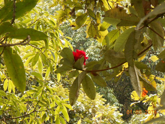 Versteckte Frühlingsboten ...