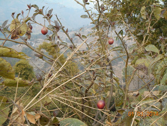 ... die schönsten Früchte ich seh.