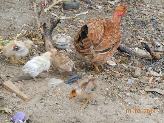 Tiere laufen immer frei herum...