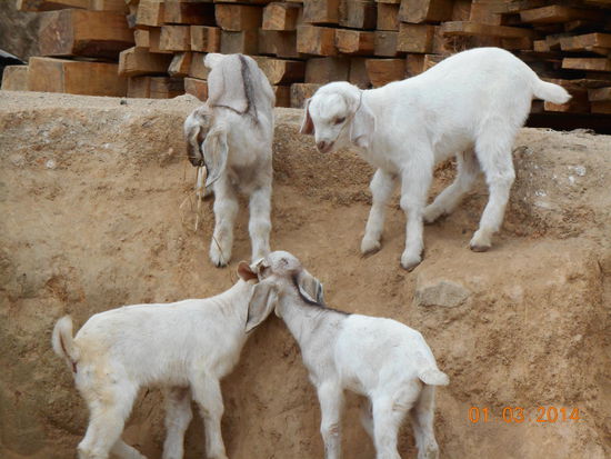 ... und freuen sich ihres Lebens.