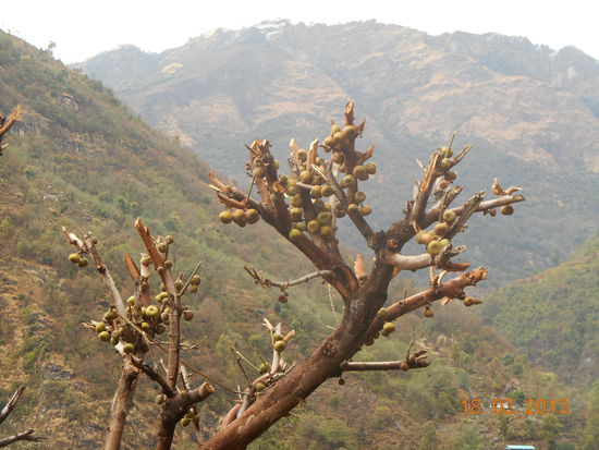 Interessanter Baum