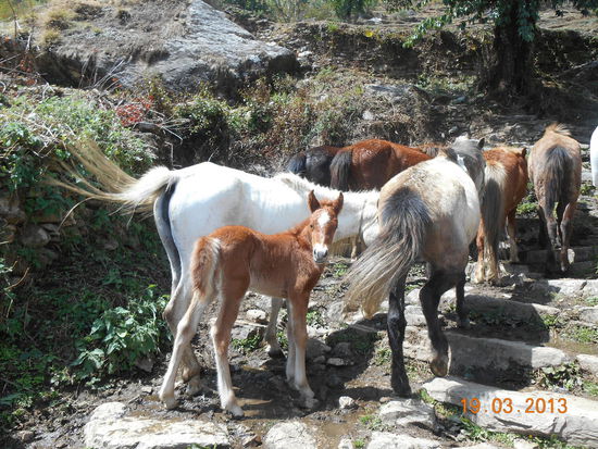 Auch Fohlen müssen schon mit.