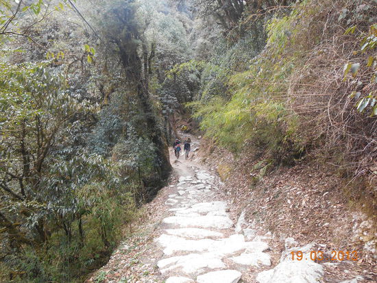 Die Stufen wurden von einem Waldstück abgelöst.