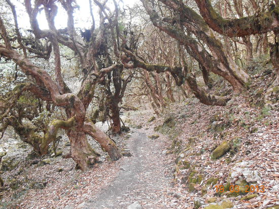 Wunderschön geformte Bäume