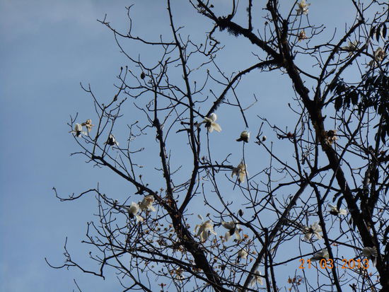 Baum mit weissen Blüten - ohne Blätter